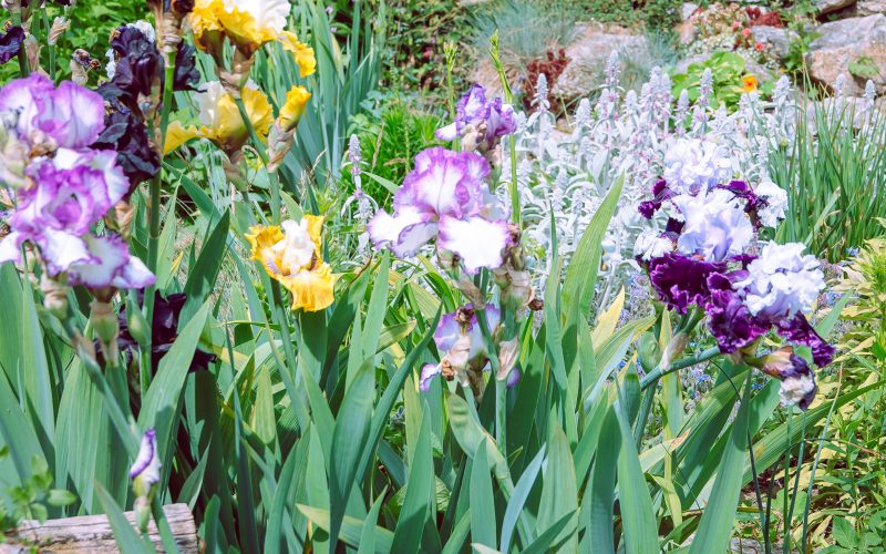 Giegling Fledermäuse