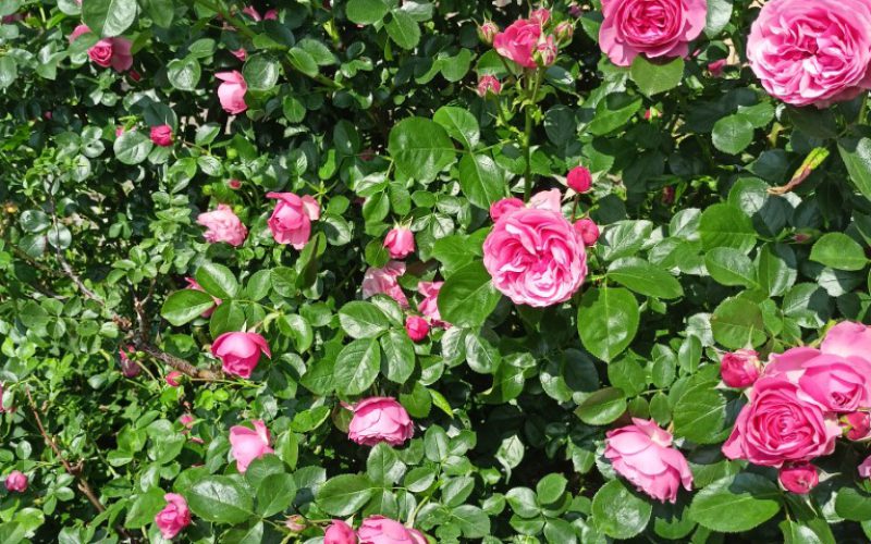 Oertel Kühdorf 3 (Mittel)