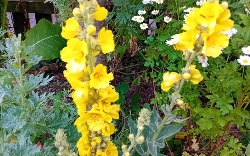 Sporbert Königskerze 2