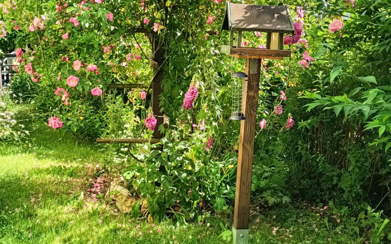 Wenzlaff Rose und Vogelhaus